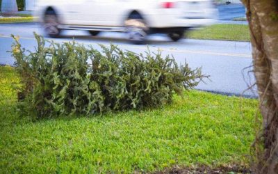 Christmas Tree Pick-Up